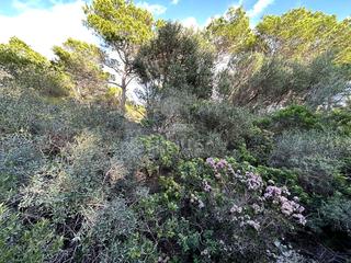 Propriété à Cala Morell. Ref. 4258 terreno rústico en son morell