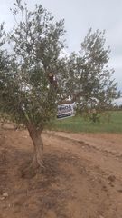 Finca rústica a Vial camino 102. Finca situada al municipi de masmolets amb 28.486m²