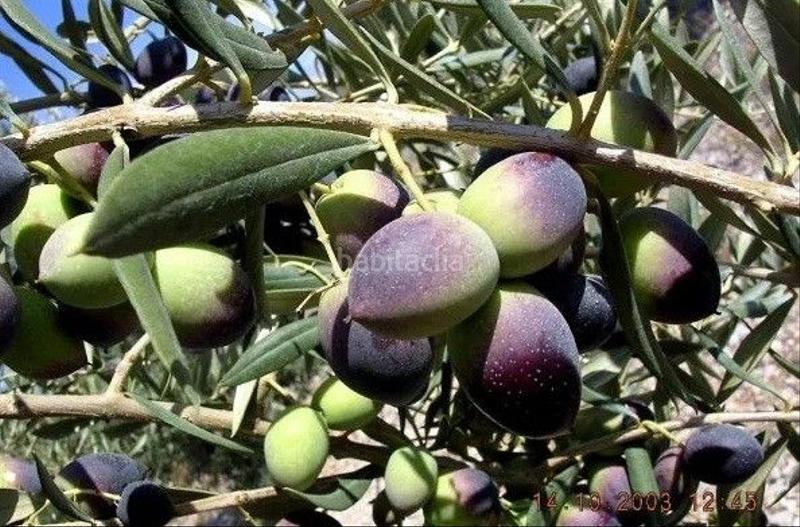 Foto 3d8c28a0-0577-4bcf-9c7b-c466a3fc6355. Finca rústica en calle proyecto 11 4 terreno rústico con olivos en Calles