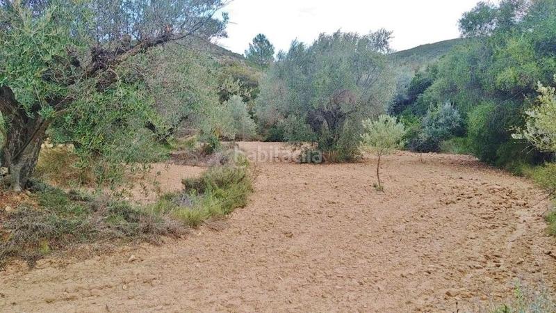 Foto 68375e8f-9dc8-412a-94ad-d46cf750a12d. Finca rústica en calle proyecto 11 4 terreno rústico con olivos en Calles