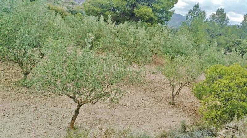 Foto 74df40a1-8703-408a-a63d-ed89e9d9d4f8. Finca rústica en calle proyecto 11 4 terreno rústico con olivos en Calles