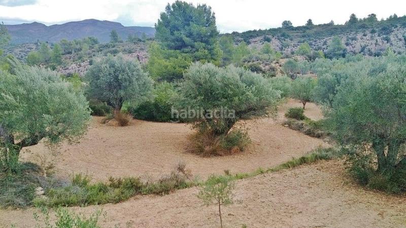 Foto 761bf5c0-b28e-4d2f-9a51-2bd39089ddd5. Finca rústica en calle proyecto 11 4 terreno rústico con olivos en Calles