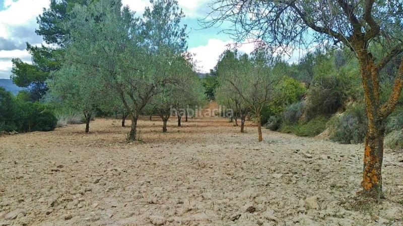 Foto ac4e589d-c343-4c53-90fc-a5ebde559167. Finca rústica en calle proyecto 11 4 terreno rústico con olivos en Calles