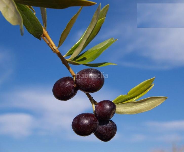 Foto b3f29d08-3215-48c2-beaf-5e649edb5aaa. Finca rústica en calle proyecto 11 4 terreno rústico con olivos en Calles