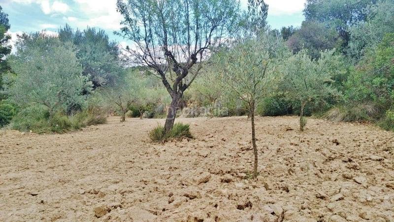 Foto d563011a-1449-4733-b591-9601286c7ab9. Finca rústica en calle proyecto 11 4 terreno rústico con olivos en Calles