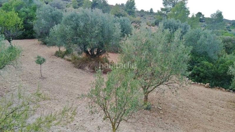 Foto d7b0d2af-dd9a-420f-bb0e-f3bc9886d65f. Finca rústica en calle proyecto 11 4 terreno rústico con olivos en Calles