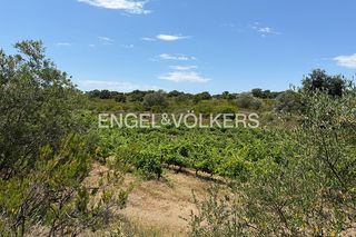 Finca rústica  N/a. Viñedo en producción de 27.980 m² en garriguella