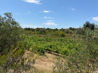 Finca rústica  N/a. Viñedo en producción de 27.980 m² en garriguella