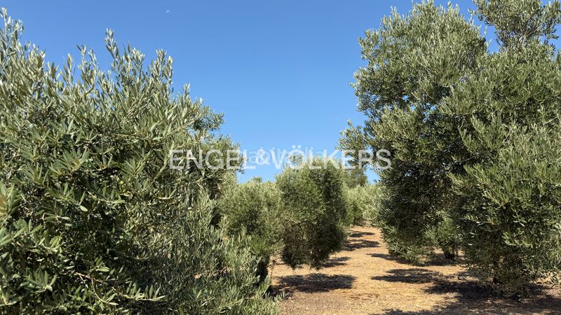 Foto 239fa043-5246-4c93-8135-56bc17f54bfb. Finca rústica a n/a a Pedret i Marzà