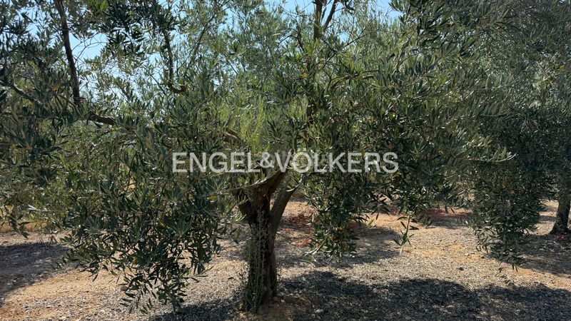Foto a428cbc1-8904-4f0e-b98c-69a6e66afecc. Finca rústica a n/a a Pedret i Marzà