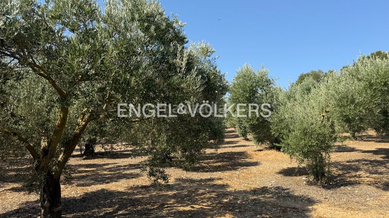 Foto d21b5ce2-4d91-42a6-b61d-8dc29fcdd501. Finca rústica a n/a a Pedret i Marzà