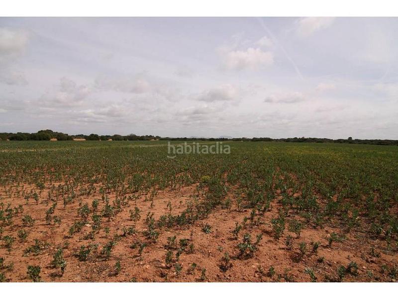 Foto 59218eb7-ce6c-4d52-96f8-2521691e06cb. Finca rústica a Cala Pi-Vallgornera Llucmajor