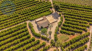 Masia  Polígono 3 parcela 1. Villa rústica con campos de naranjas y caquis