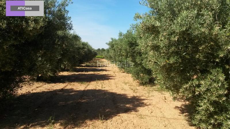 Foto 277ea70e-ec1d-461e-955d-580e4b9623cf. Terrain résidentiel dans Godelleta