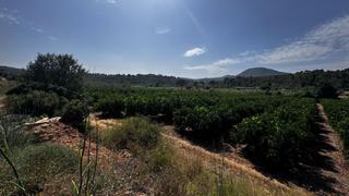 Finca rústica a Polígono 5 parcela 187 5. Terreno de naranjas valencia lane late