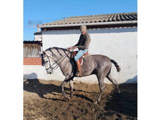 Xalet  Calle clavell. Casa todo en una sola planta, con dos terrenos y construcción an