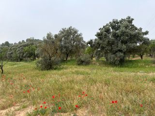 Landgut in Ascó. Parcela agrícola rústica en venta: un remanso de paz en el campo