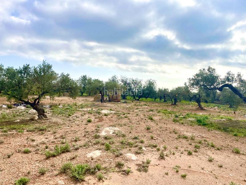 Foto 714deee1-aee1-4691-962e-1ea27dba30b0. Casa finca rústica con agua, licencia para construir almacén agrícola y vistas al mar. en Camarles
