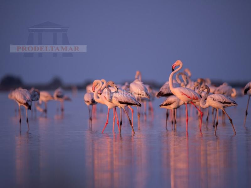 Foto 6650b548-e877-412e-bc97-8a5efac89805. Duplex in Ampolla (L´)