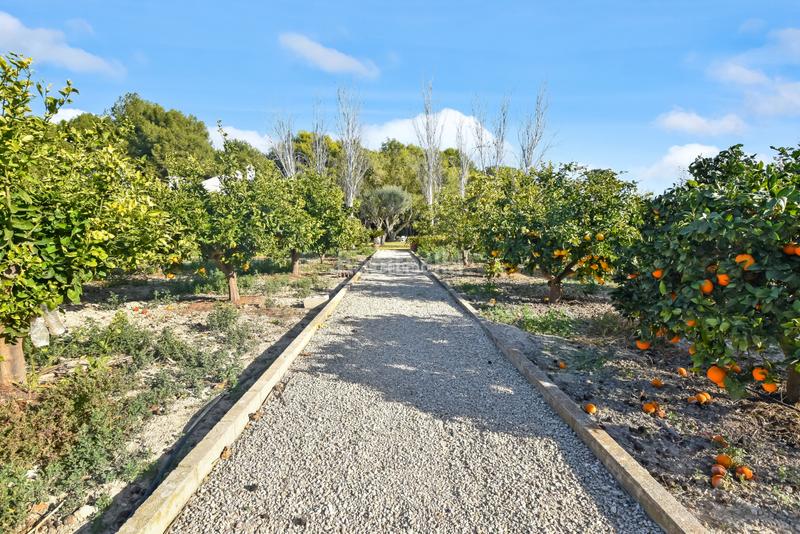 Foto 4ab48e3e-1074-49b9-8d2c-0c8aab6b5405. Chalet con riscaldamento parcheggio piscina in Alicante golf Alicante