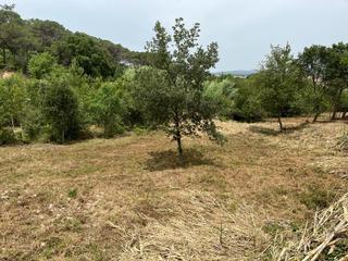 Terreny residencial a Tordera. Terreno de 5916m2 calificado como viñedo!