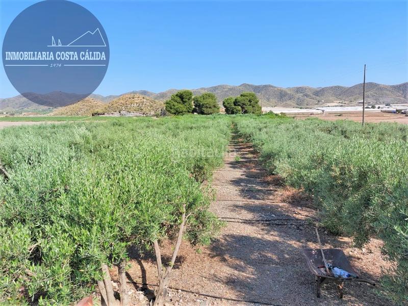 Foto 5b816b37-6671-4e6f-b96c-606a07d9d7fb. Masia a paraje rincon de la casa grande 11 a Calabardina Águilas