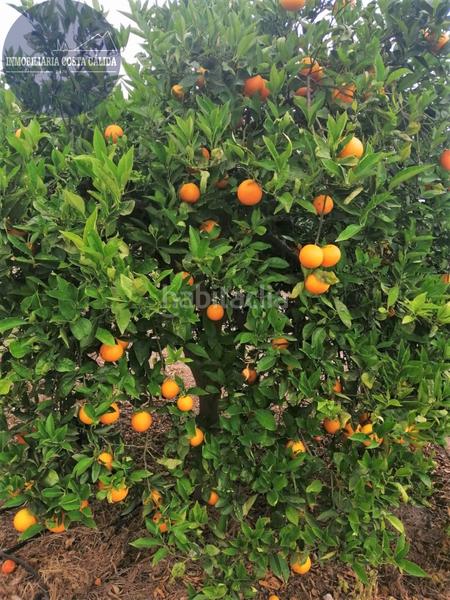 Foto cb313dc3-4ff3-4d3e-aaa6-229ac26f9a25. Masia a paraje rincon de la casa grande 11 a Calabardina Águilas