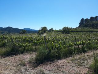 Rural plot in Les comes, 99. Con viña