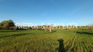 Finca rústica a Manacor Centre. Se vende terreno edificable en manacor
