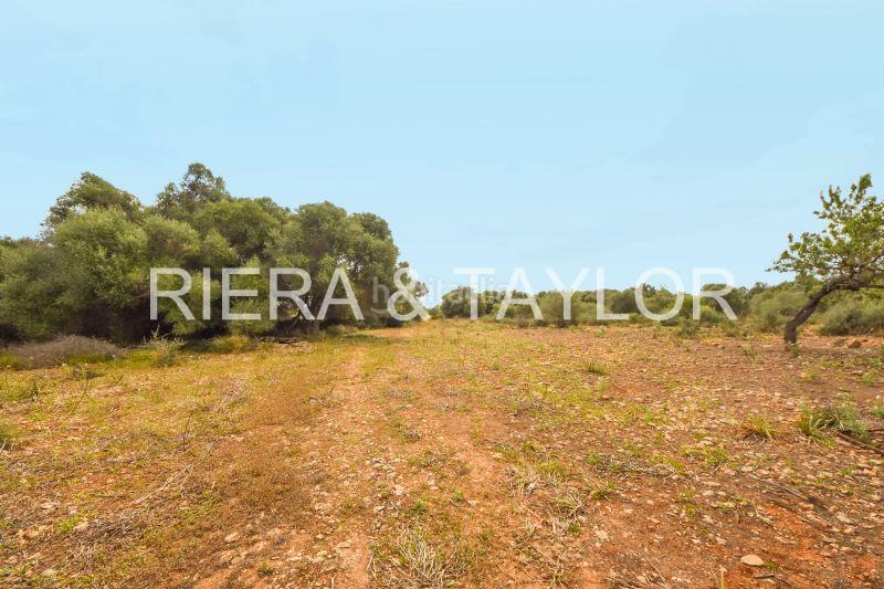 Foto ab72e8da-3830-4a66-a355-ebad00aad14d. Finca rústica terra edificable en cala de mallorca en Manacor