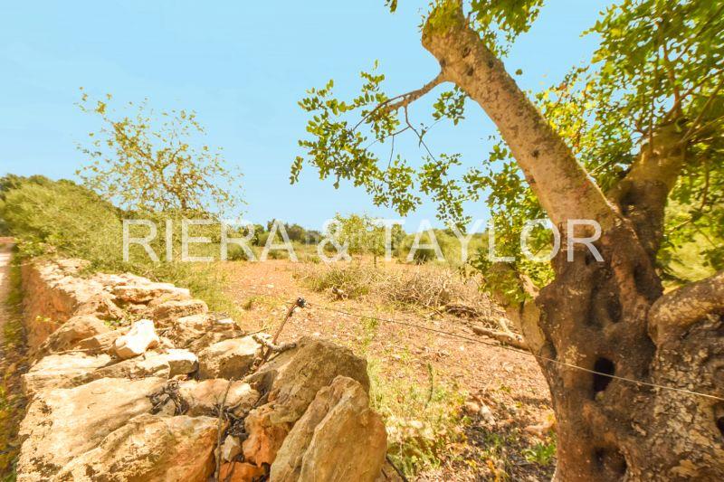 Foto ff74d102-8223-423a-9e82-ba1579a011d2. Finca rústica terra edificable en cala de mallorca en Manacor
