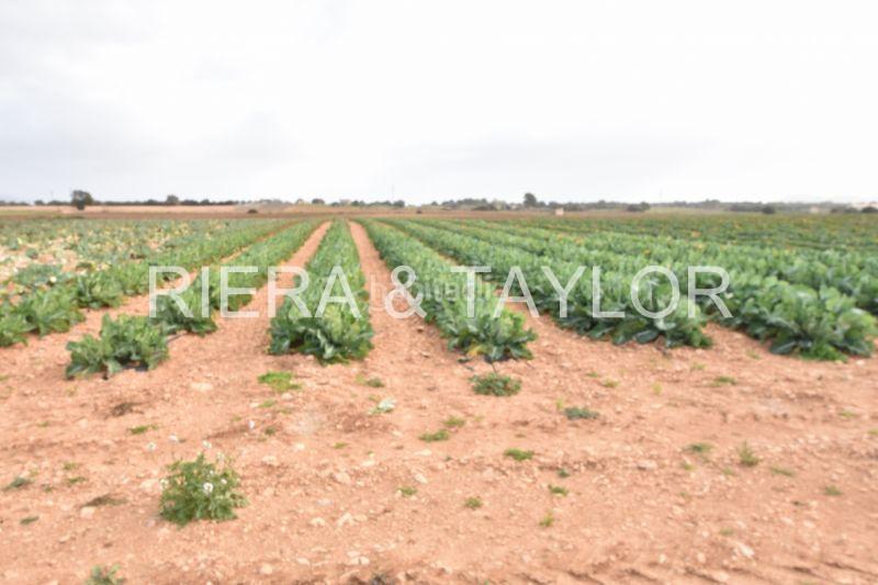 Foto 1b6894a2-4022-4bc2-a592-8b866a53aefa. Finca rústica a Manacor centre Manacor