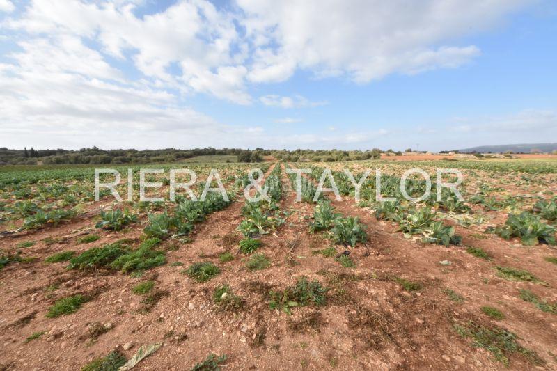 Foto 61119e00-4309-4670-b8d5-1a551226c593. Finca rústica a Manacor centre Manacor