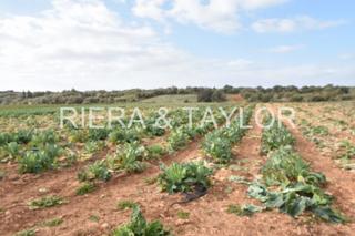 Finca rústica a Manacor Centre. Terreno cultivable en manacor