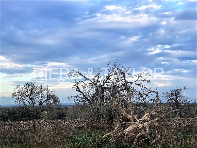 Foto cbee2967-86e6-4432-9d03-1e96607c9e78. Landgut in Santa Margalida poble Santa Margalida