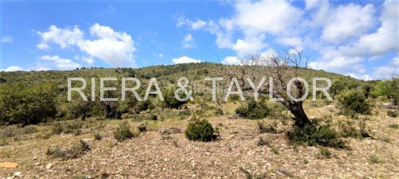 Foto e7db685c-6927-4258-957e-4f8e1d07ac7c. Finca rústica terreno en Son Servera poble Son Servera