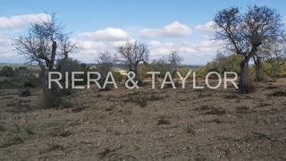 Finca rústica a Petra. Terreno en petra nedificable