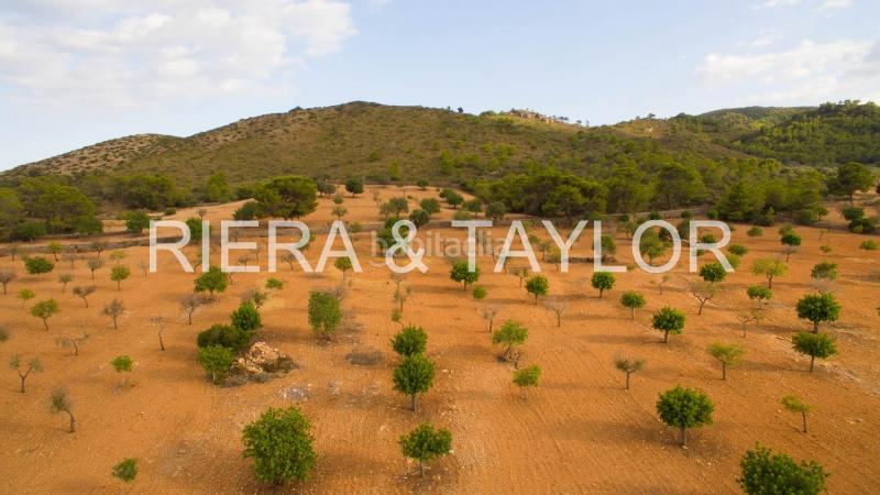 Foto e914a4dc-6367-49bb-a7d1-4223d4181477. Fondo rustico in Manacor centre Manacor