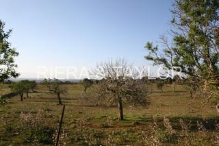 Finca rústica a Manacor Centre. Se vende terreno edificable en manacor