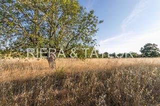 Finca rústica a Felanitx Poble. Venta terreno edificable en felanitx