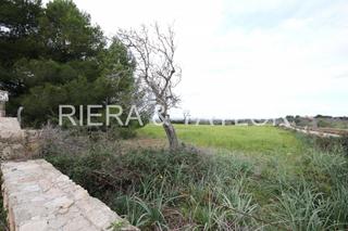 Rural plot in Petra. Finca de 91430 metros en el tãrmino de petra