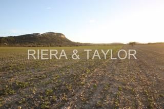 Rural plot in Sineu. Terreno edificable entre sineu y petra