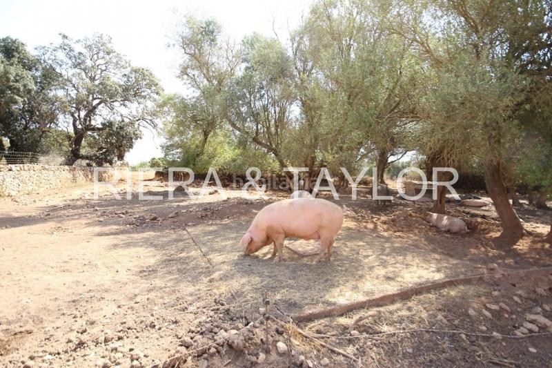 Foto 2981be36-e7b5-4387-bec7-438288f019c7. Bauernhof in Vilafranca de Bonany