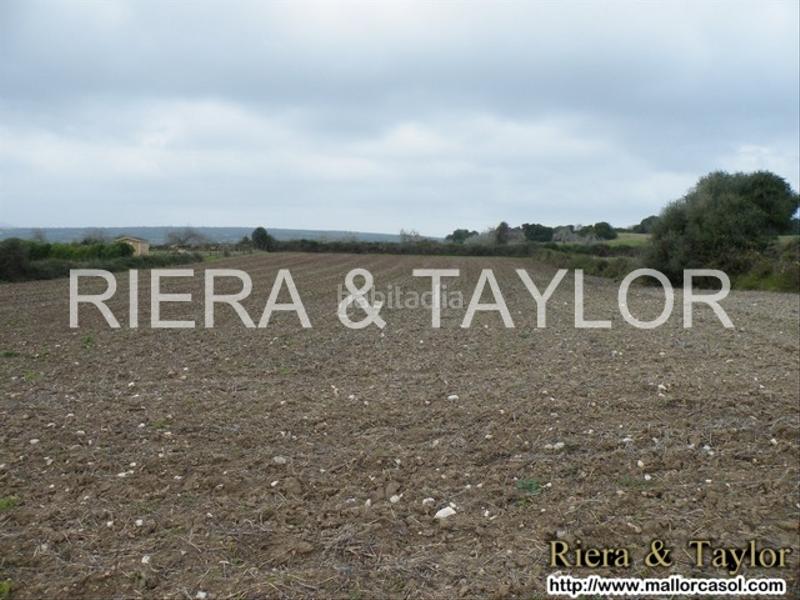 Foto 4256114d-1eba-49c1-83d7-ca4d357a74ff. Finca rústica a Manacor centre Manacor
