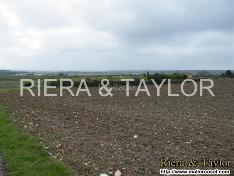 Foto 4390d776-a49b-48db-8ab7-50b6509dc301. Finca rústica a Manacor centre Manacor