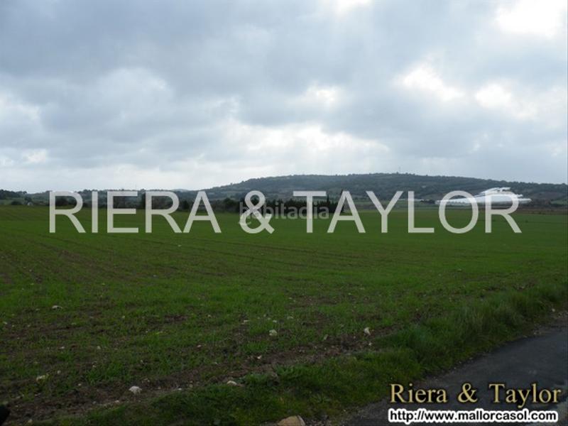 Foto afd94187-7546-46d2-a8be-d19e95d5025a. Finca rústica a Manacor centre Manacor