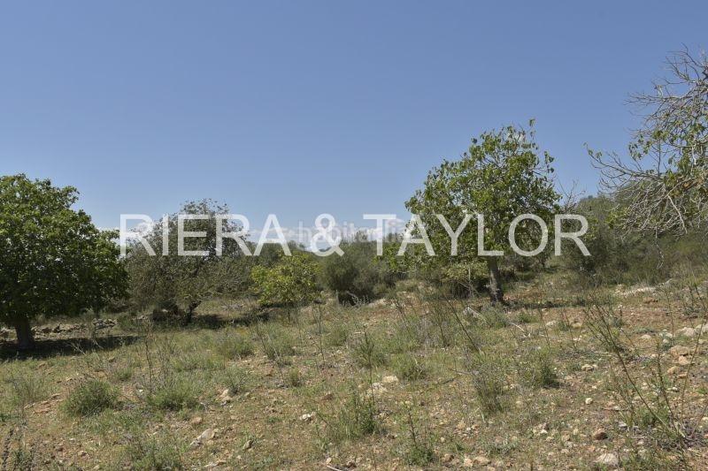 Foto 6eebc00b-d013-4bd8-8524-c85ba1e27563. Finca rústica a Manacor centre Manacor