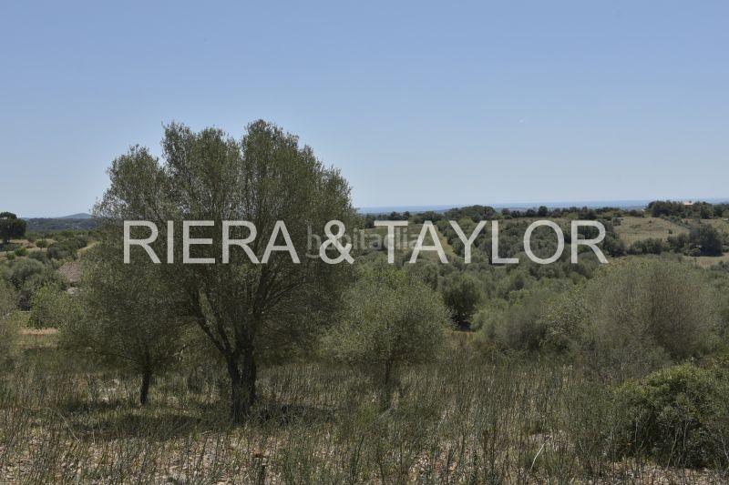 Foto d04fb878-da66-412b-9fac-89a236995290. Finca rústica a Manacor centre Manacor