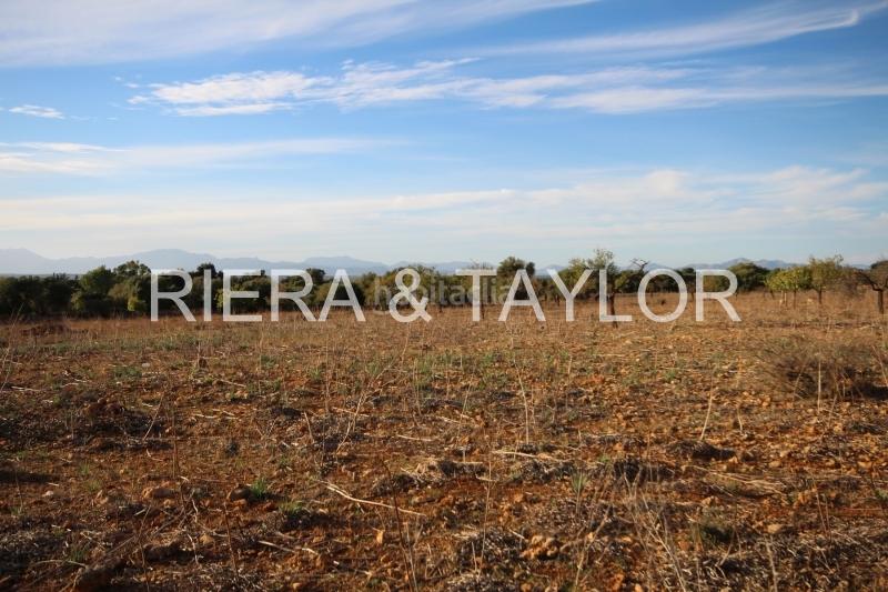 Foto 4447c7c4-de9d-412a-91d1-5dfe9c3ec79d. Finca rústica terreno edificable en Manacor centre Manacor