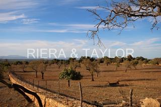 Finca rústica a Manacor Centre. Terreno edificable en manacor